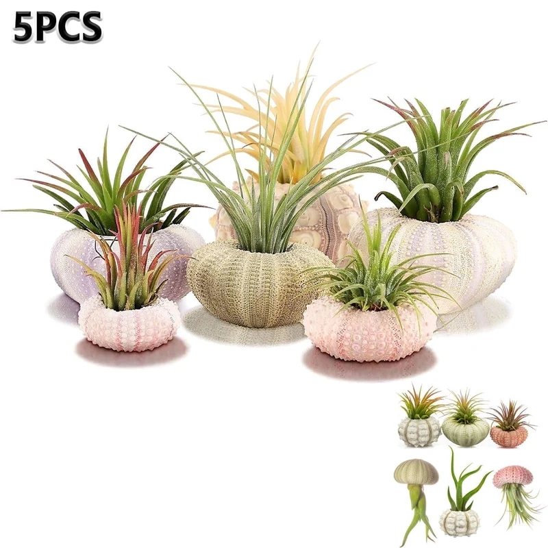 5pc Mini Sea Urchin Shell Air Plant Holders